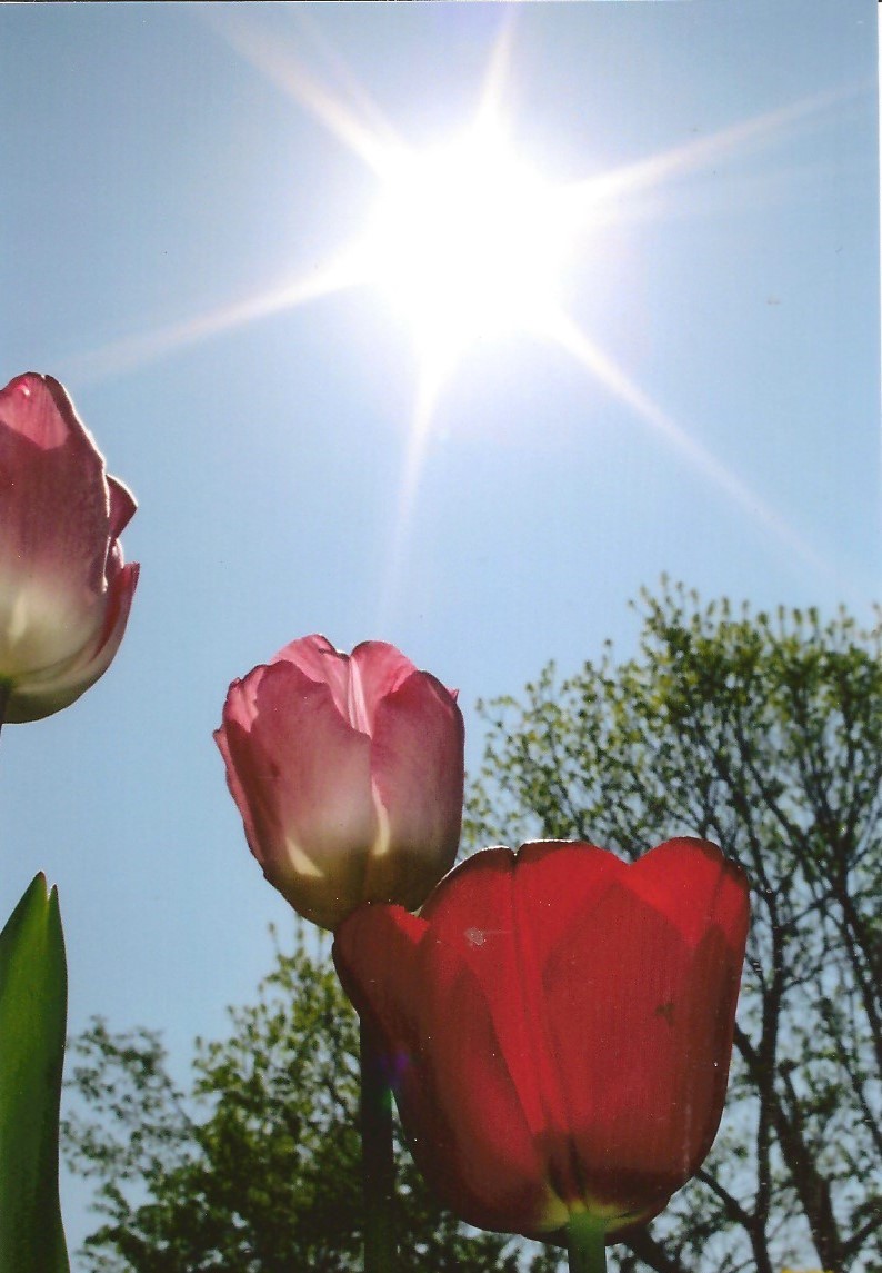Blumen und im Hintergrund die Sonne.