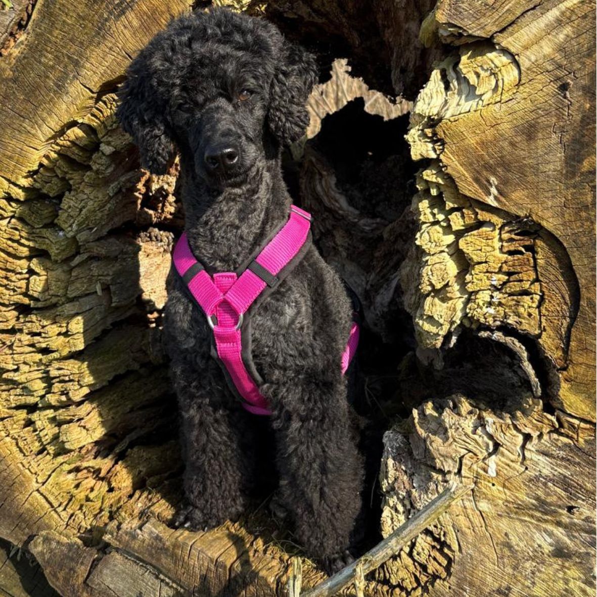 Ein schwarzer Pudel.